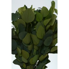 EUCALYPTUS POPULUS PRESERVED 15" Green -OUT OF STOCK